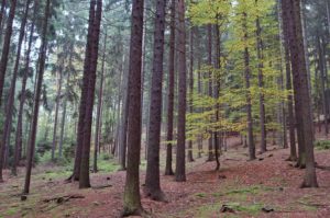 tz_vychova-smrku_foto3b_maly-blanik_smrk-s-bk-vyplni